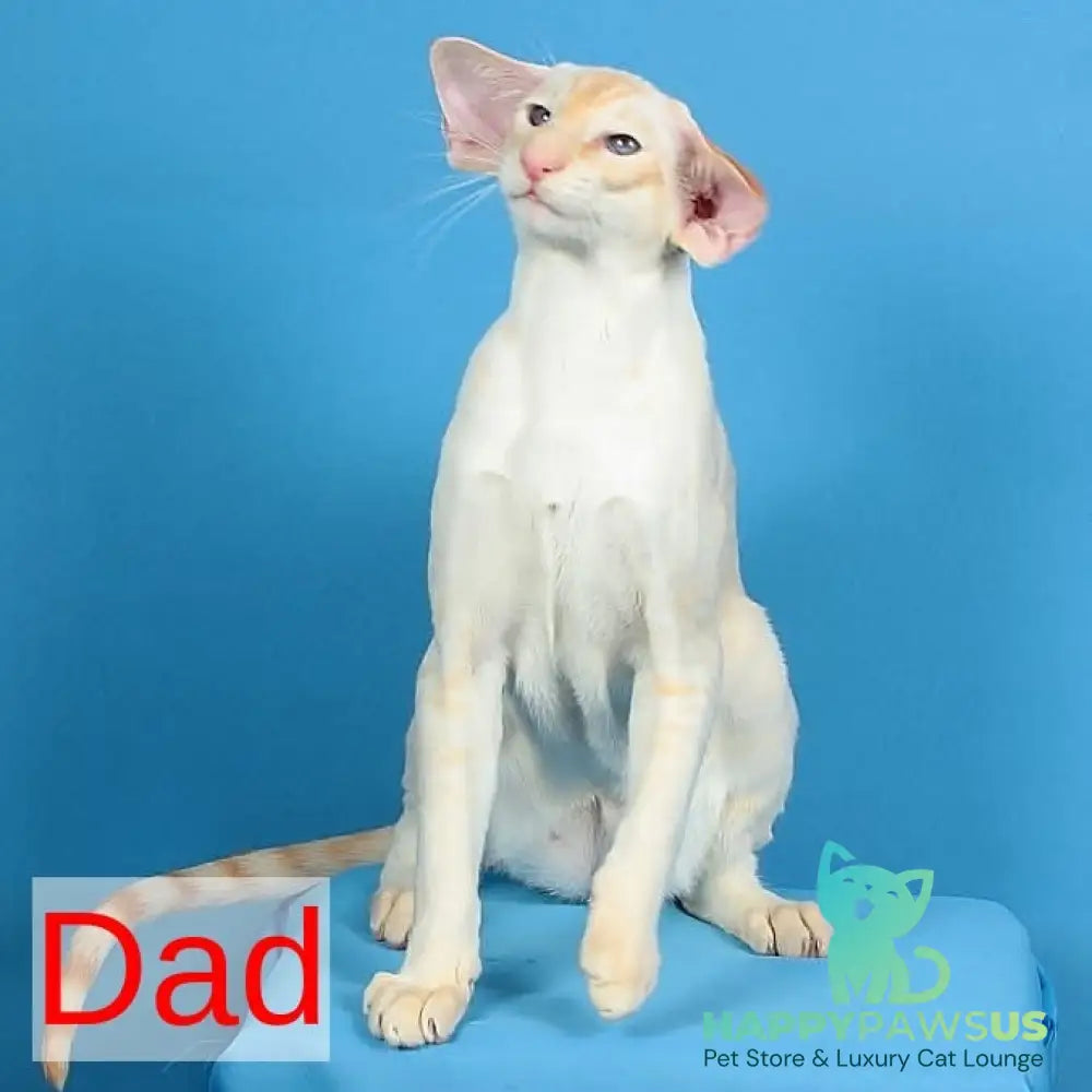Wookie-Woo Oriental Shorthair male white - live animals