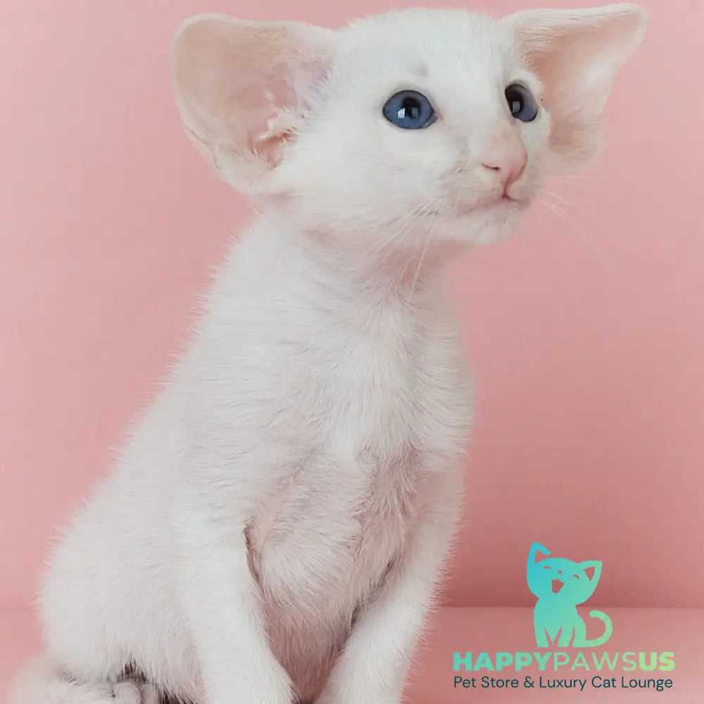 Wookie-Woo Oriental Shorthair male white - live animals