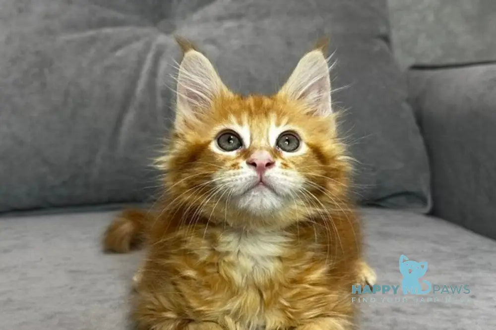 Wotan Maine Coon polydactyl male red tabby live animals
