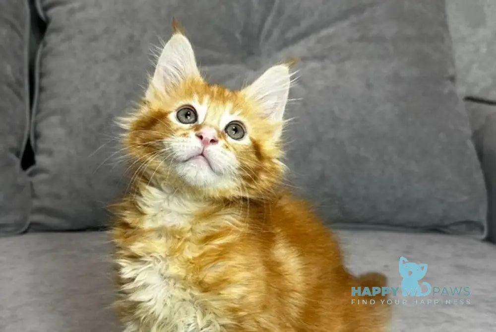 Wotan Maine Coon polydactyl male red tabby live animals