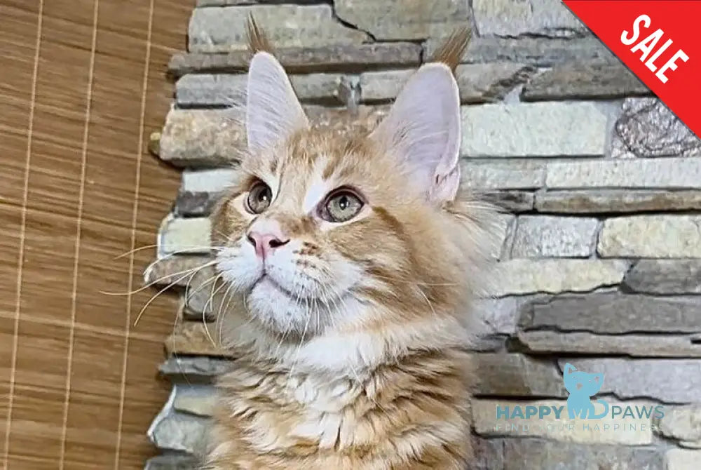 Wotan Maine Coon polydactyl male red tabby live animals