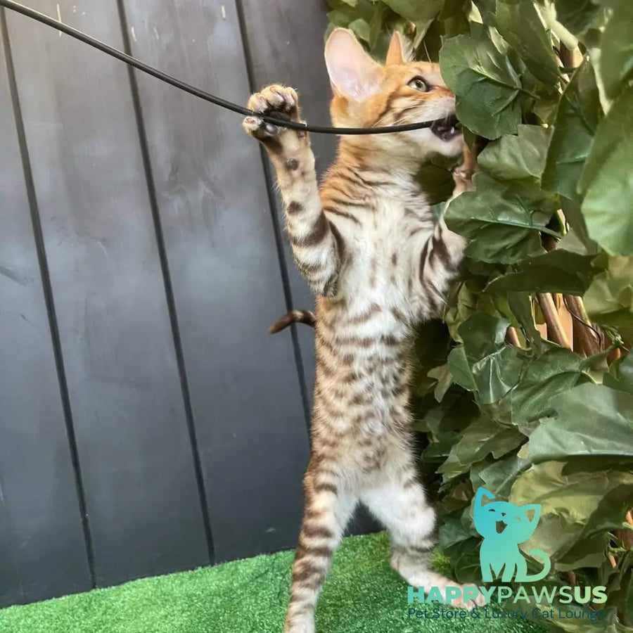 Wulfric Toyger male black tabby - live animals