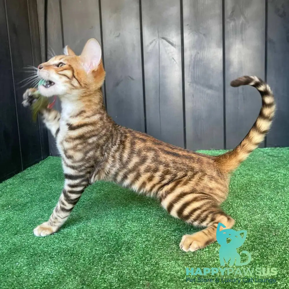 Wulfric Toyger male black tabby - live animals