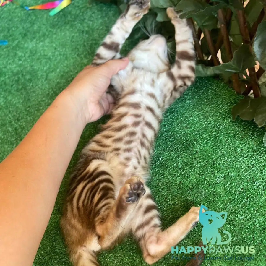 Wulfric Toyger male black tabby - live animals