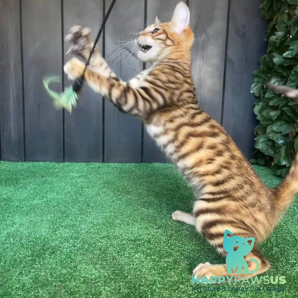Wulfric Toyger male black tabby - live animals