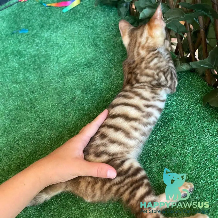 Wulfric Toyger male black tabby - live animals