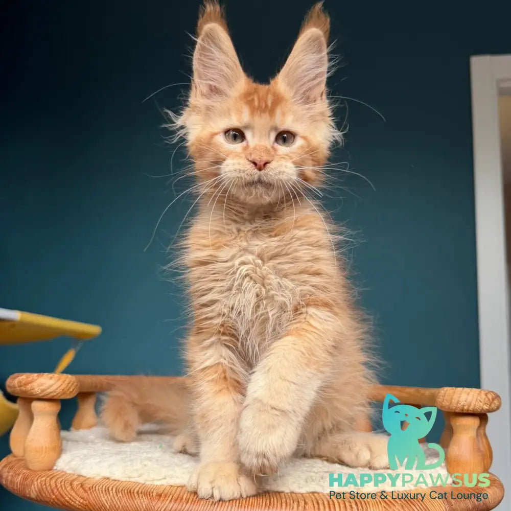 Wyatt Maine Coon male red - live animals