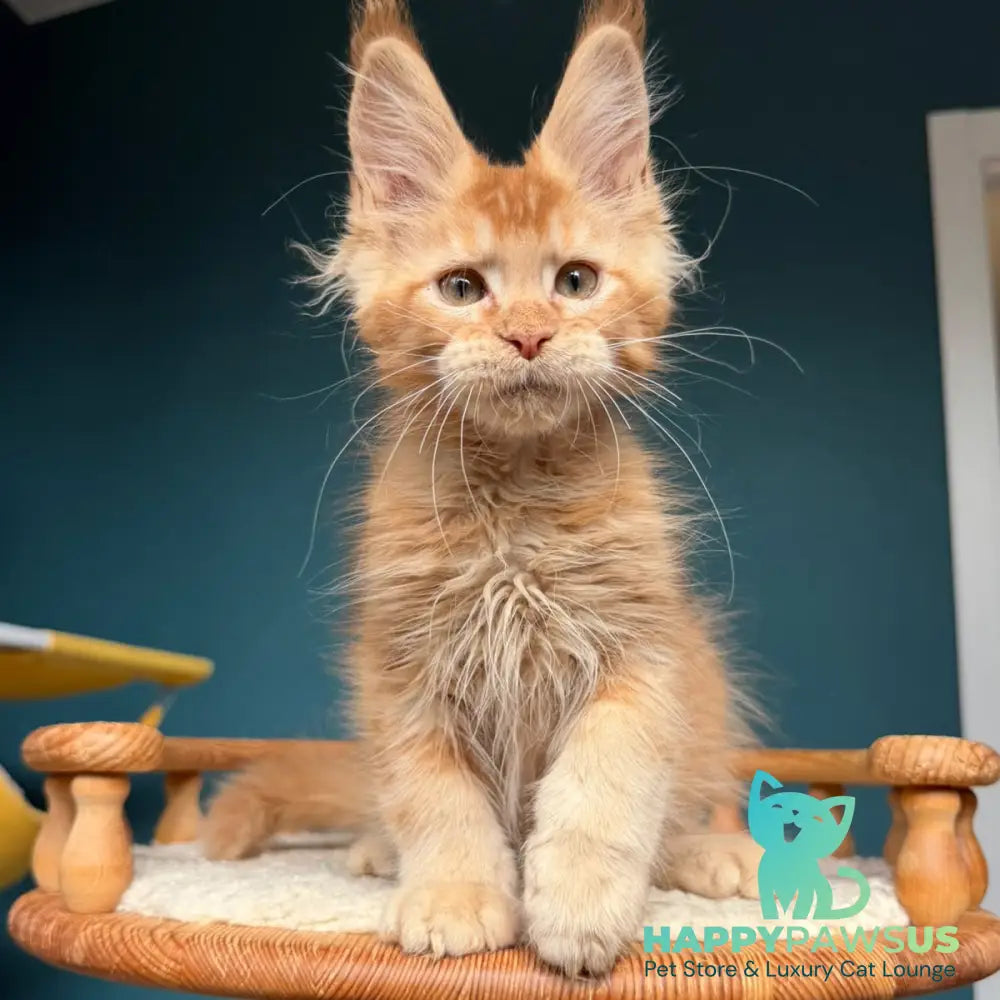 Wyatt Maine Coon male red - live animals