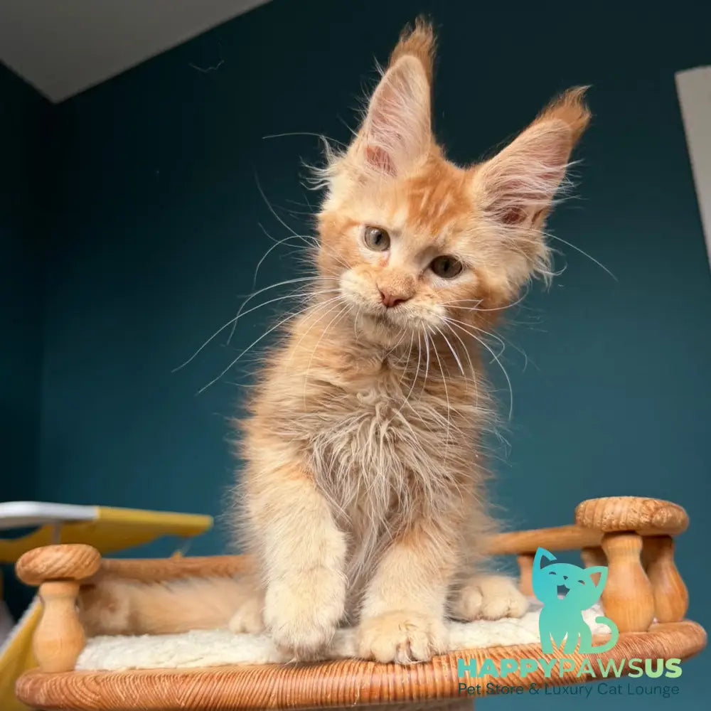 Wyatt Maine Coon male red - live animals