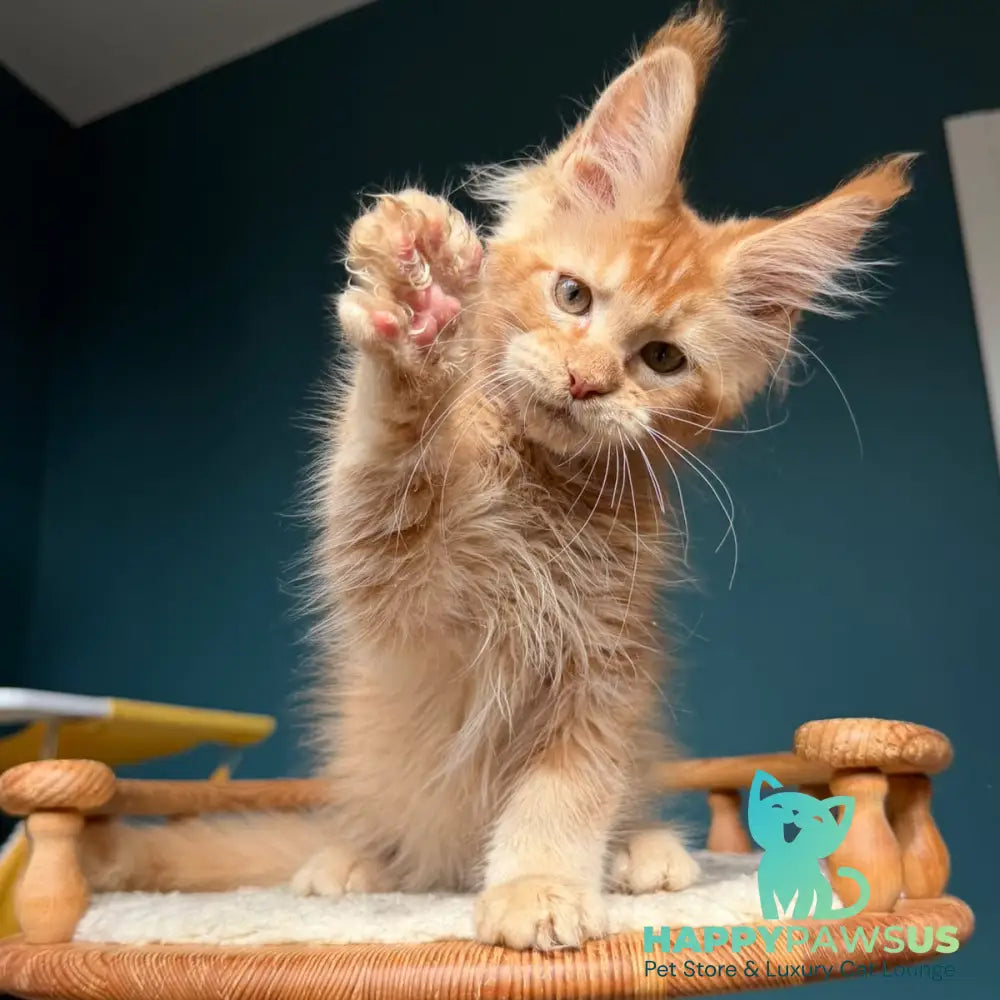 Wyatt Maine Coon male red - live animals