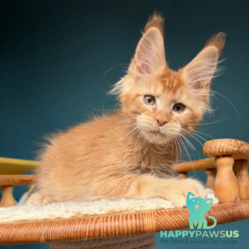 Wyatt Maine Coon male red - live animals