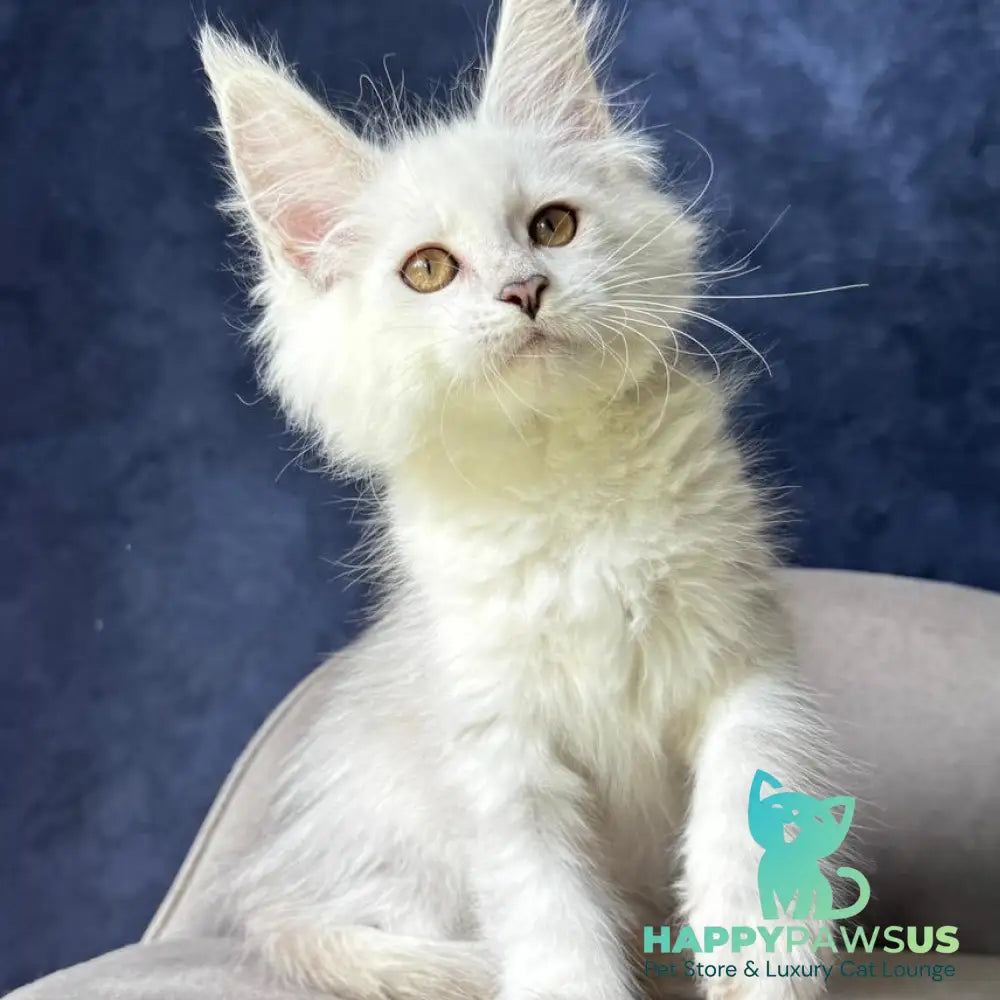 Wycliffe Maine Coon female black silver shaded - live animals