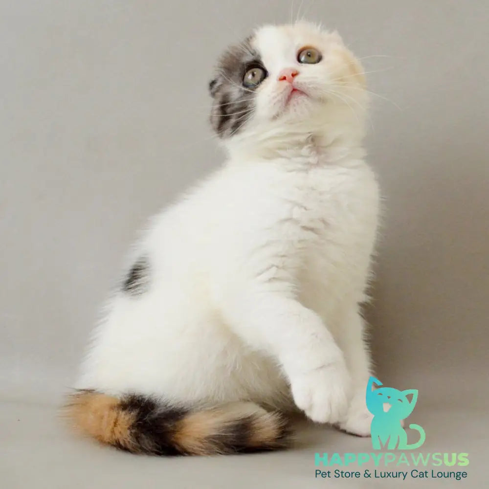 Wyomy Scottish Fold female black tortie silver tabby van - live animals