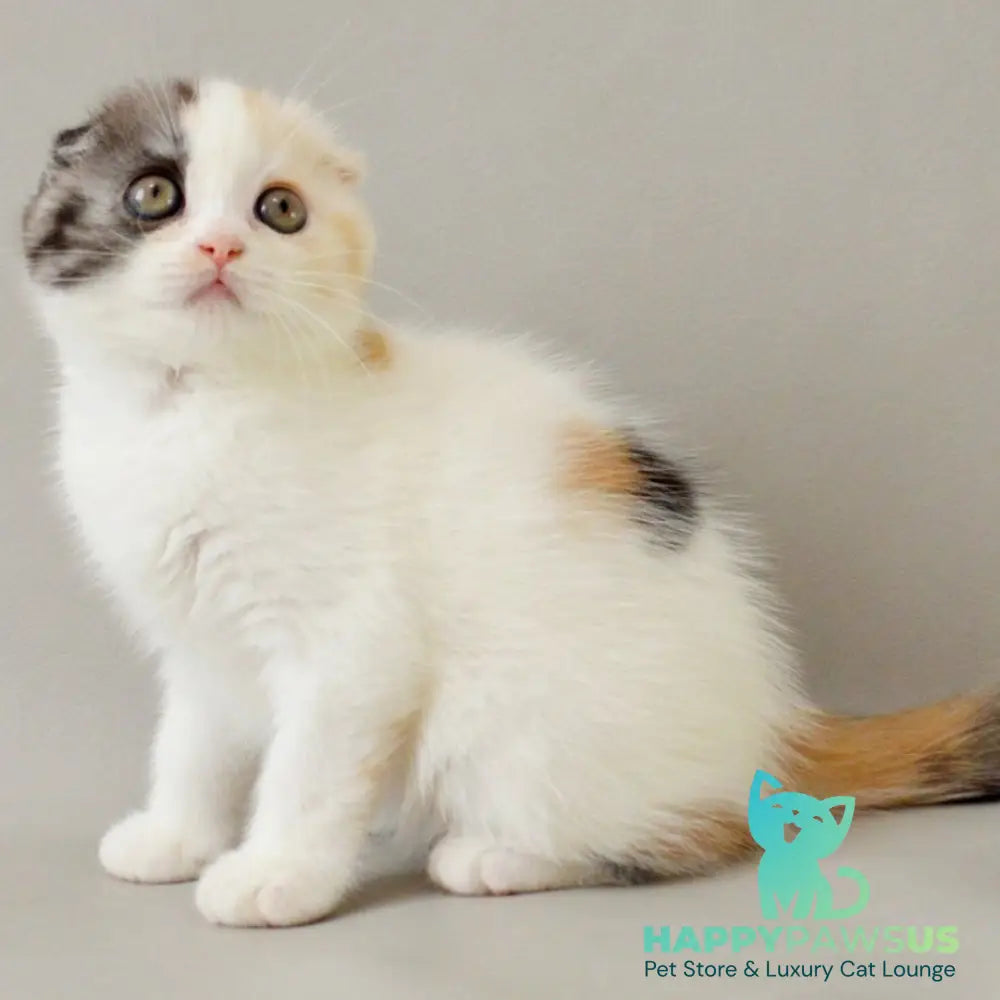 Wyomy Scottish Fold female black tortie silver tabby van - live animals