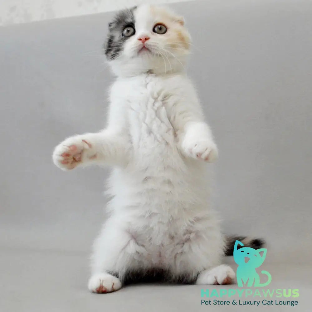 Wyomy Scottish Fold female black tortie silver tabby van - live animals