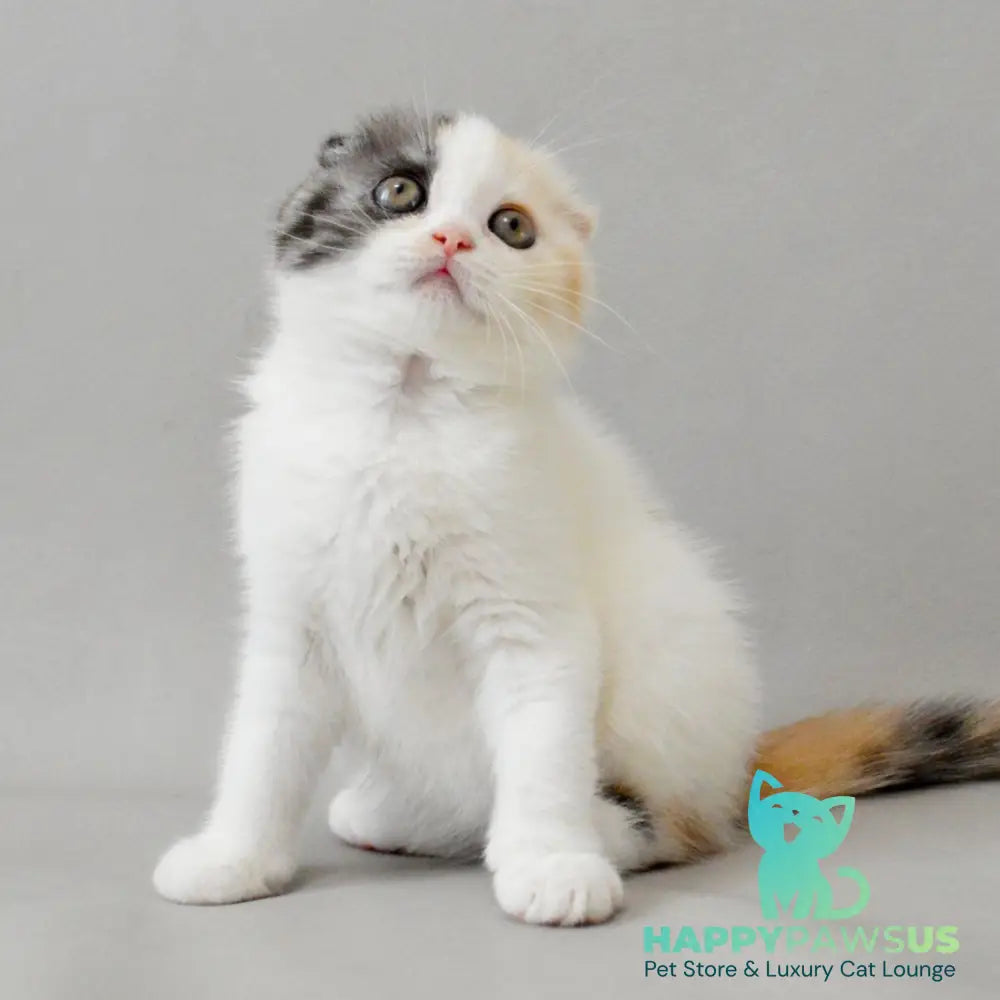 Wyomy Scottish Fold female black tortie silver tabby van - live animals