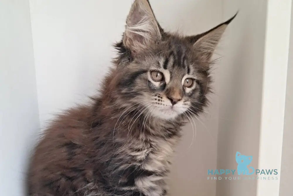 X-Adel Maine Coon female black tabby live animals