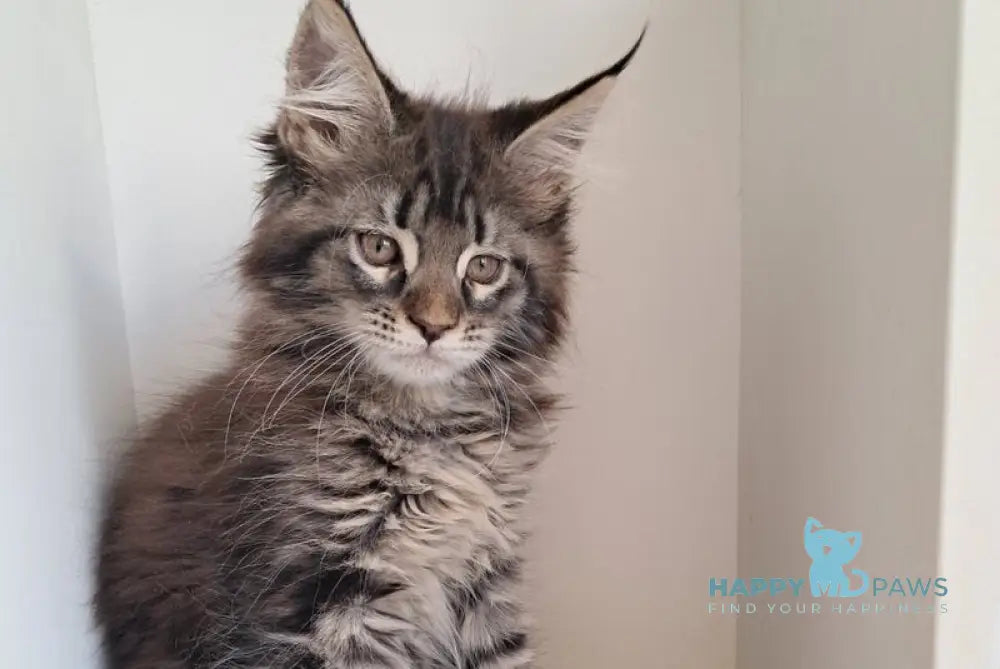 X-Adel Maine Coon female black tabby live animals