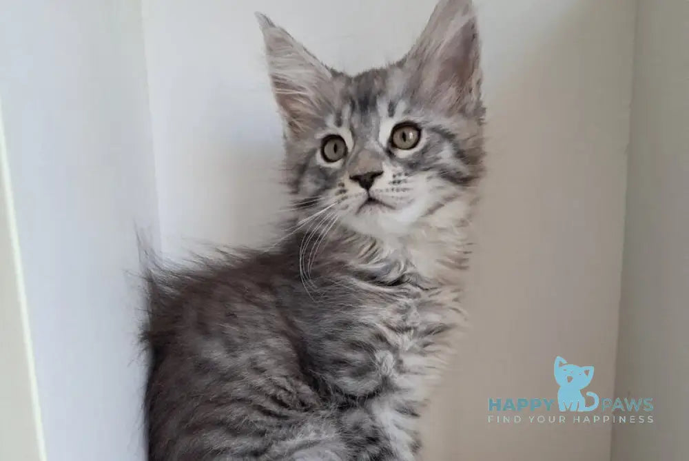 X-Assol Maine Coon female black silver spotted tabby live animals