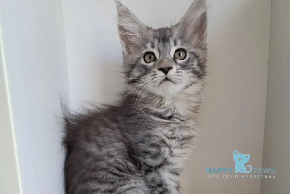 X-Assol Maine Coon female black silver spotted tabby live animals