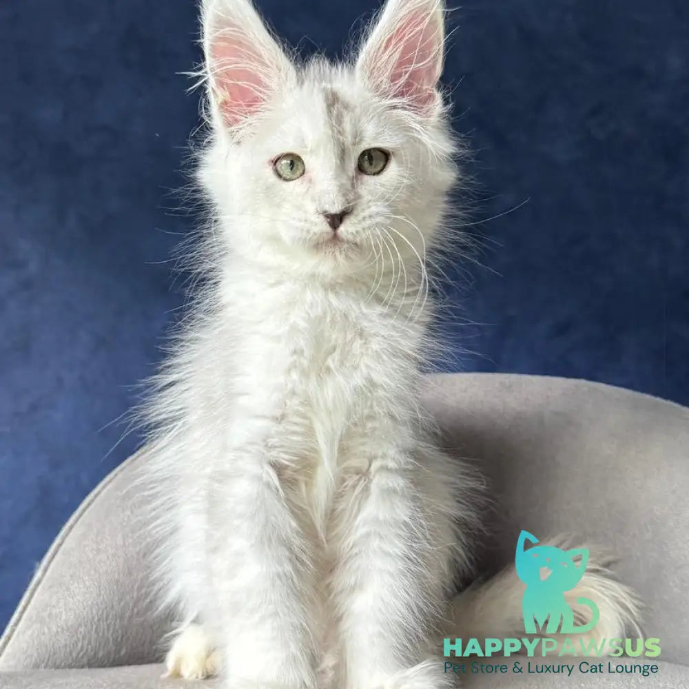 X-Axis Maine Coon male black silver shaded - live animals