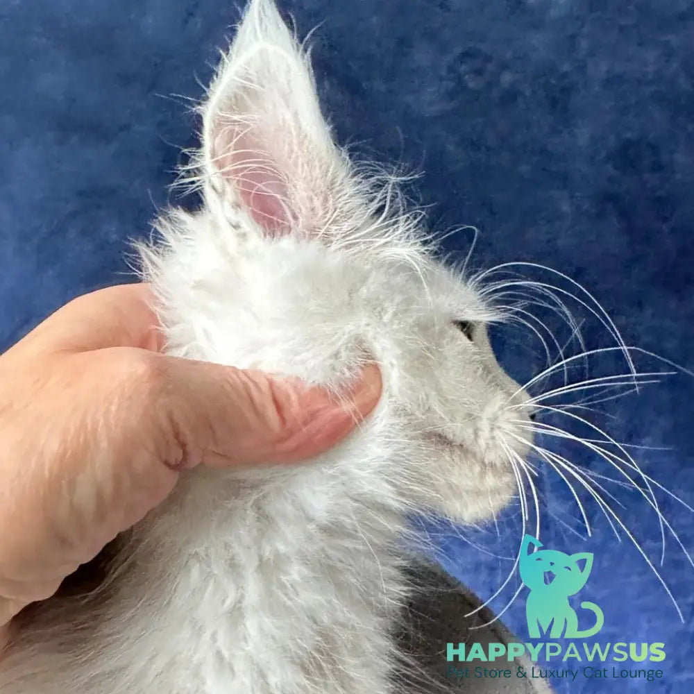 X-Axis Maine Coon male black silver shaded - live animals