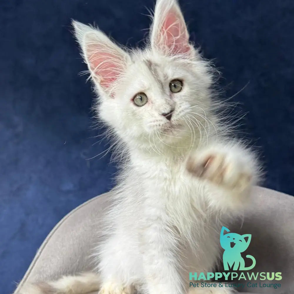 X-Axis Maine Coon male black silver shaded - live animals