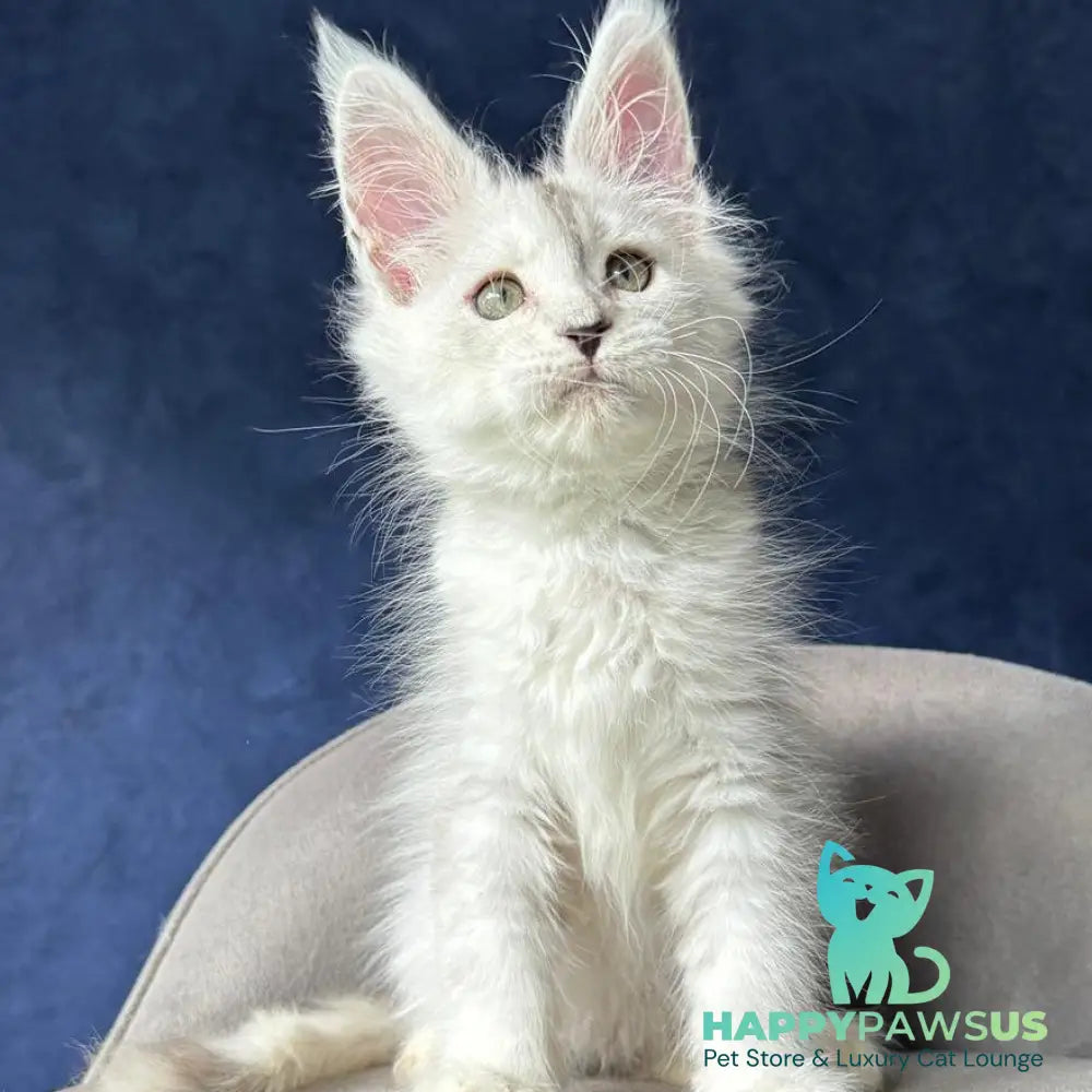 X-Axis Maine Coon male black silver shaded - live animals