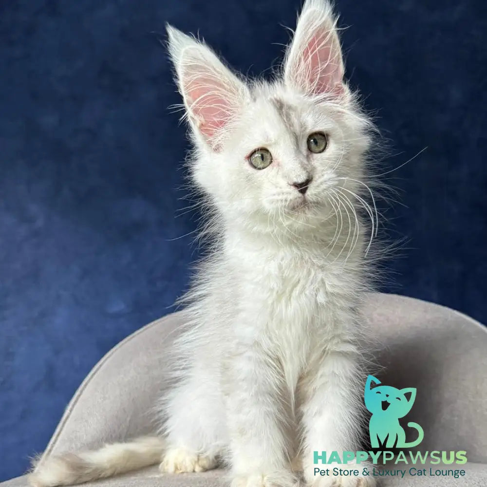 X-Axis Maine Coon male black silver shaded - live animals