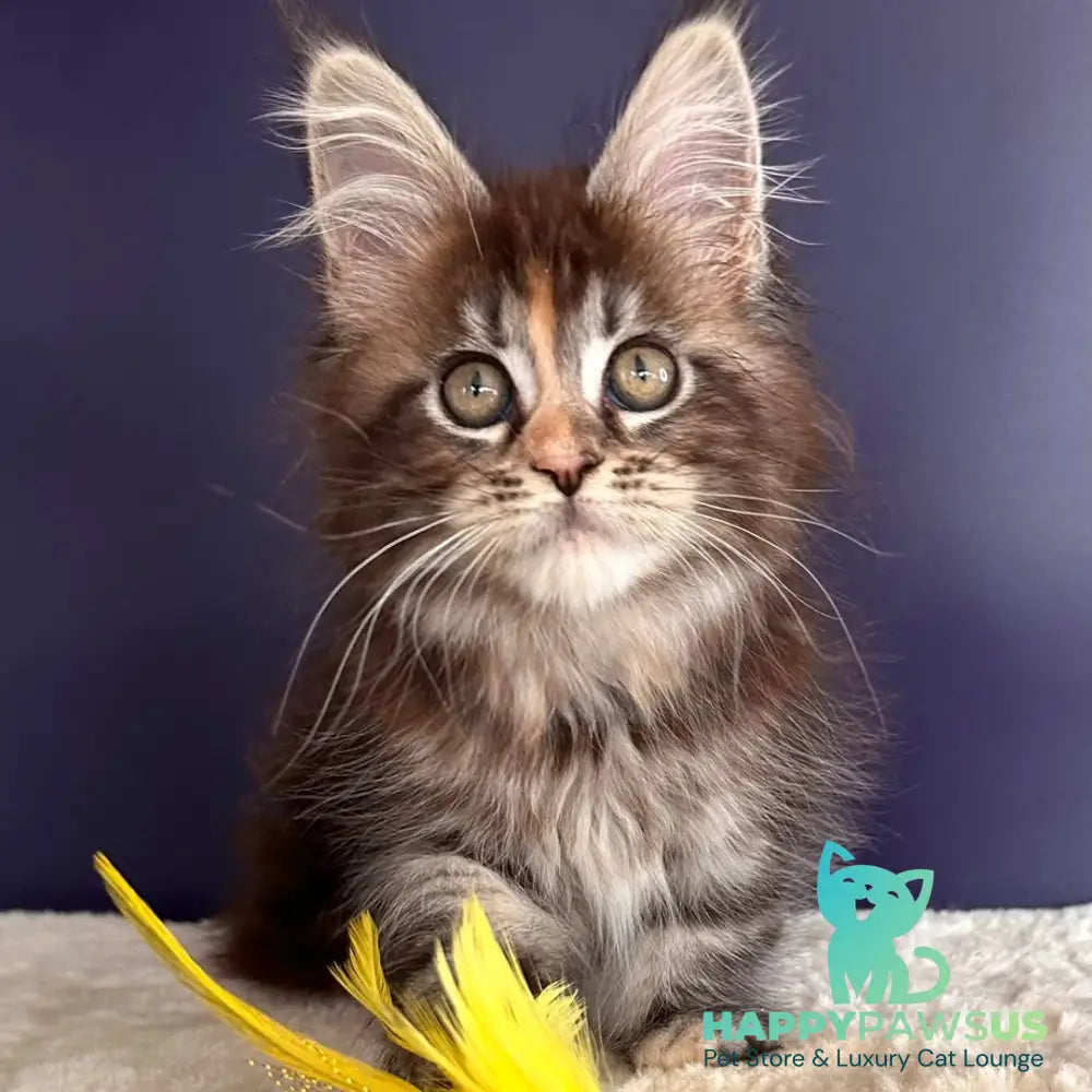 X-Lady Maine Coon female black tortie silver tabby - live animals