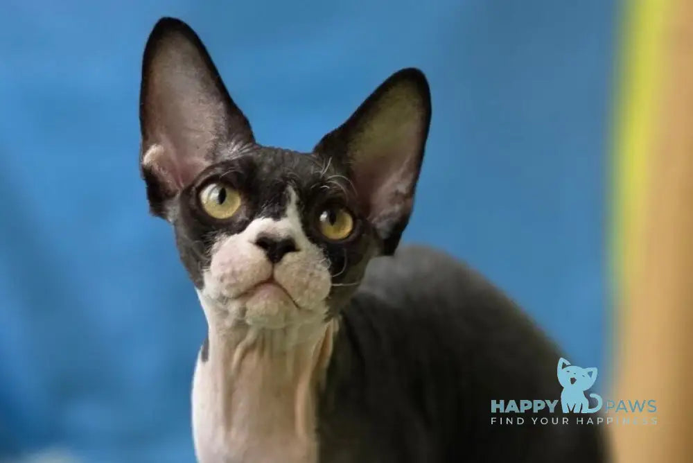 X-man Devon Rex male black bicolour live animals