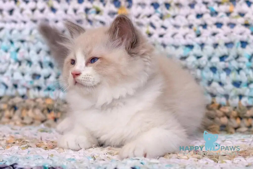 X-Trail Ragdoll male seal bicolour live animals