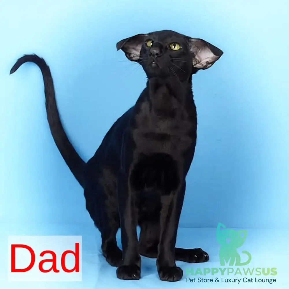 X-treme Oriental Shorthair female black tortie - live animals