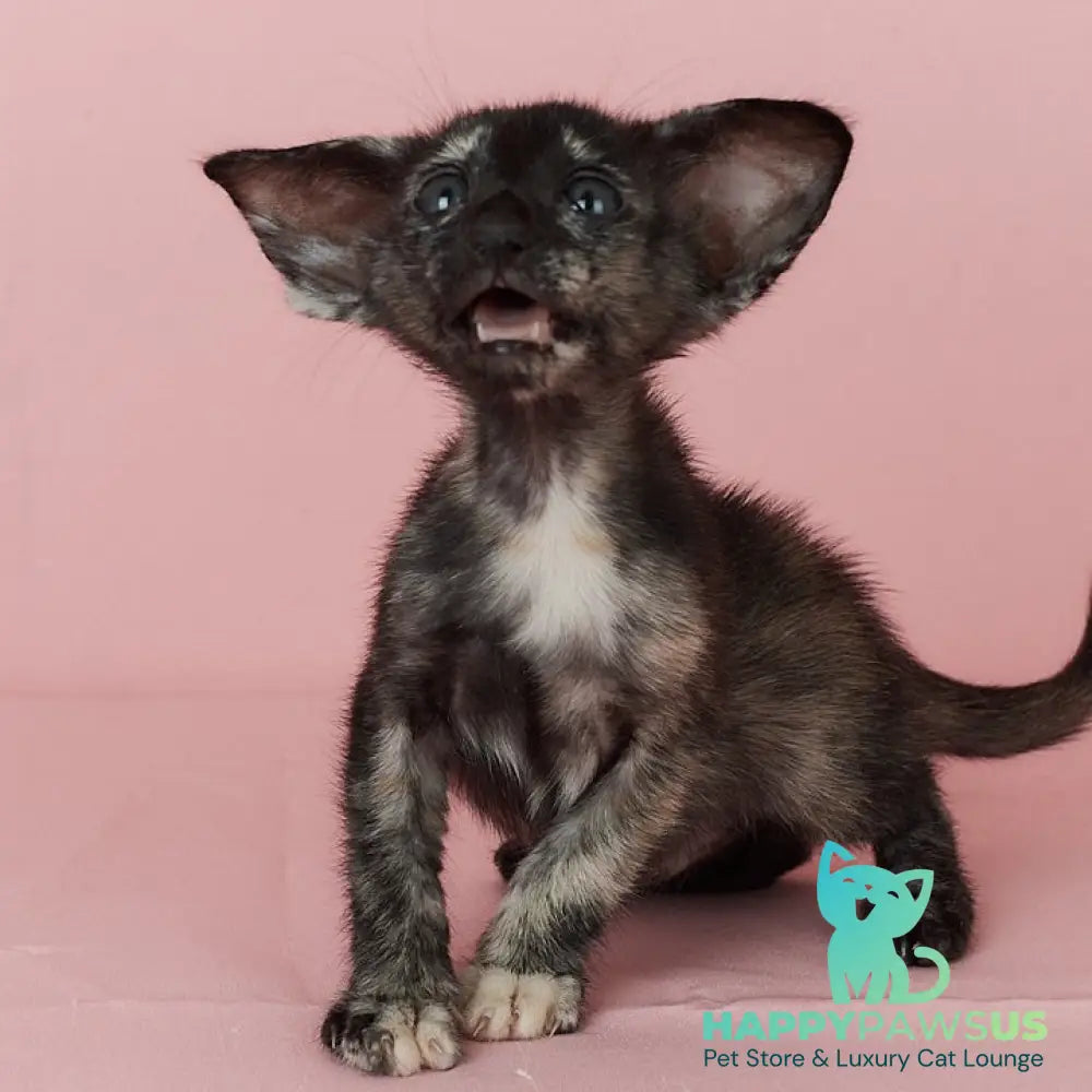 X-treme Oriental Shorthair female black tortie - live animals