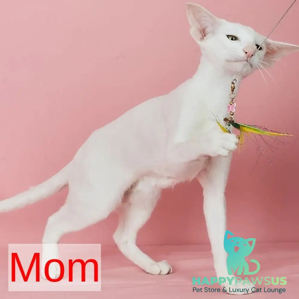 X-treme Oriental Shorthair female black tortie - live animals