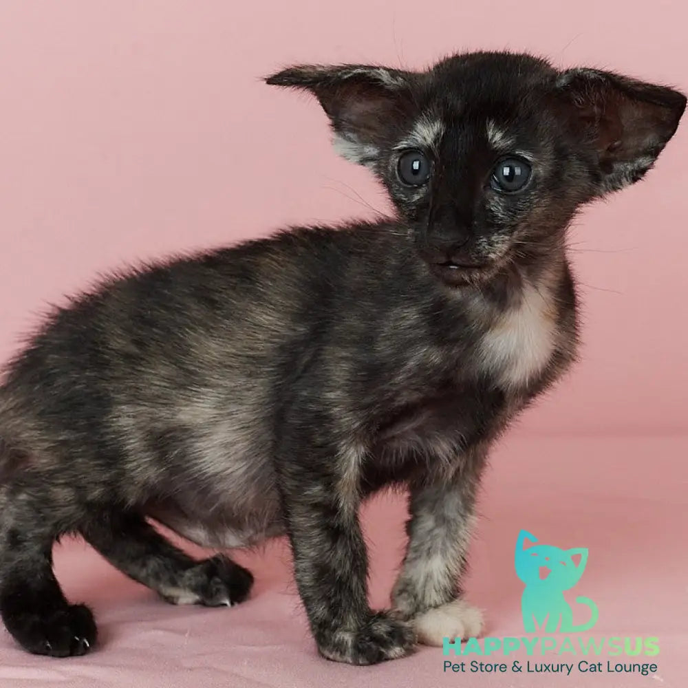 X-treme Oriental Shorthair female black tortie - live animals
