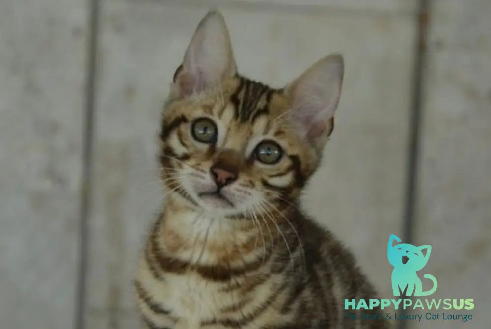 X-Trimm Bengal male black spotted tabby live animals