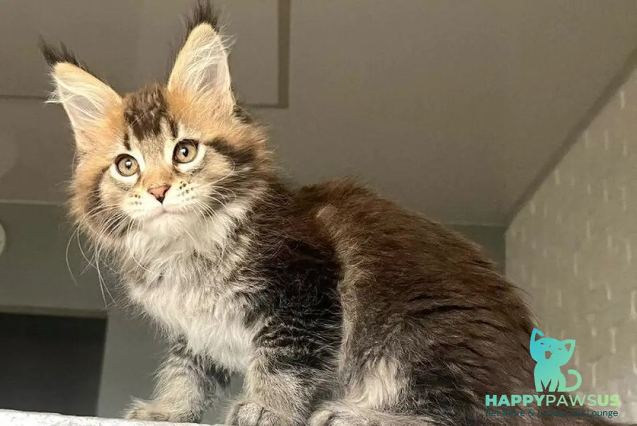 Xakim Maine Coon male black tabby - live animals