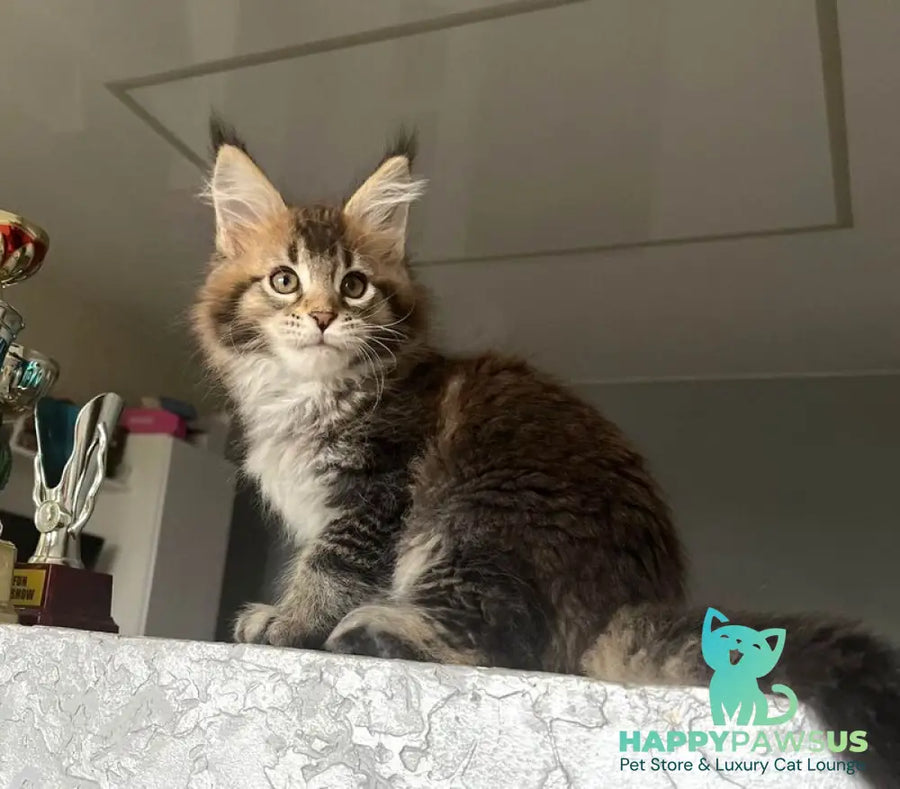 Xakim Maine Coon male black tabby - live animals
