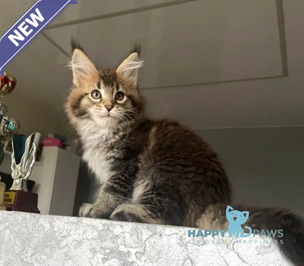 Xakim Maine Coon male black tabby - live animals
