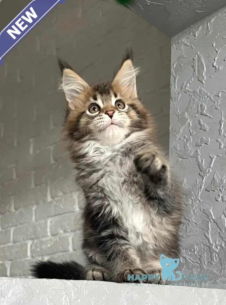 Xakim Maine Coon male black tabby - live animals