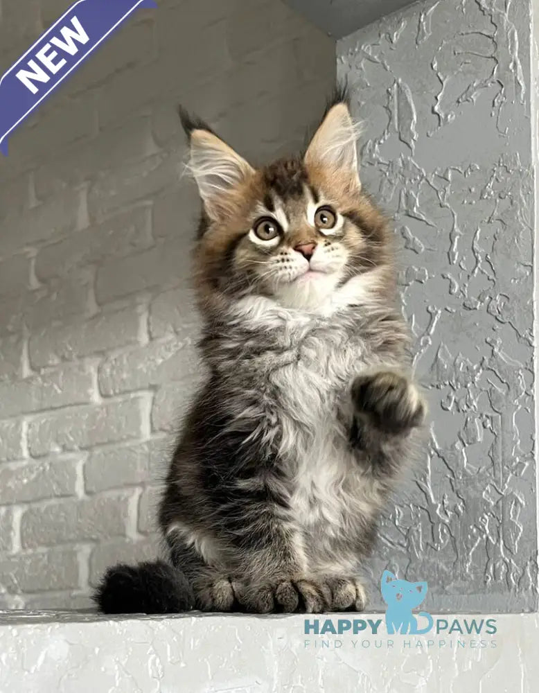 Xakim Maine Coon male black tabby - live animals