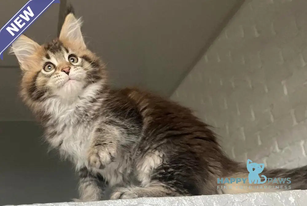 Xakim Maine Coon male black tabby - live animals