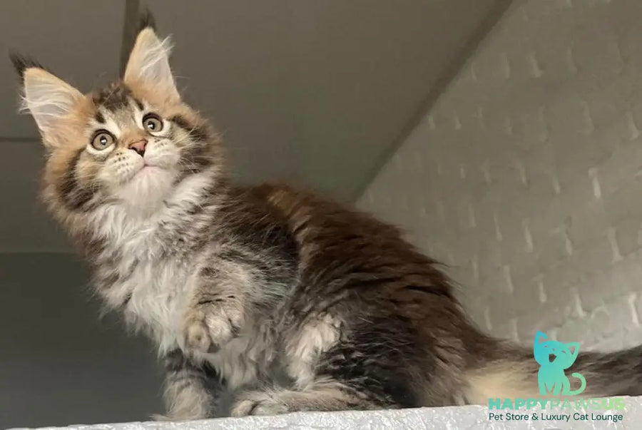 Xakim Maine Coon male black tabby - live animals