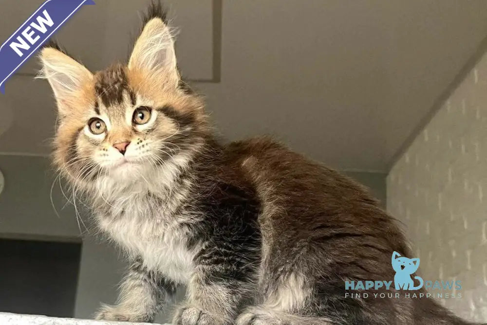 Xakim Maine Coon male black tabby - live animals