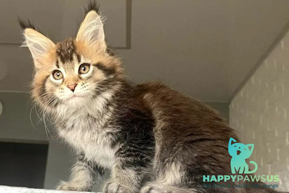 Xakim Maine Coon male black tabby - live animals