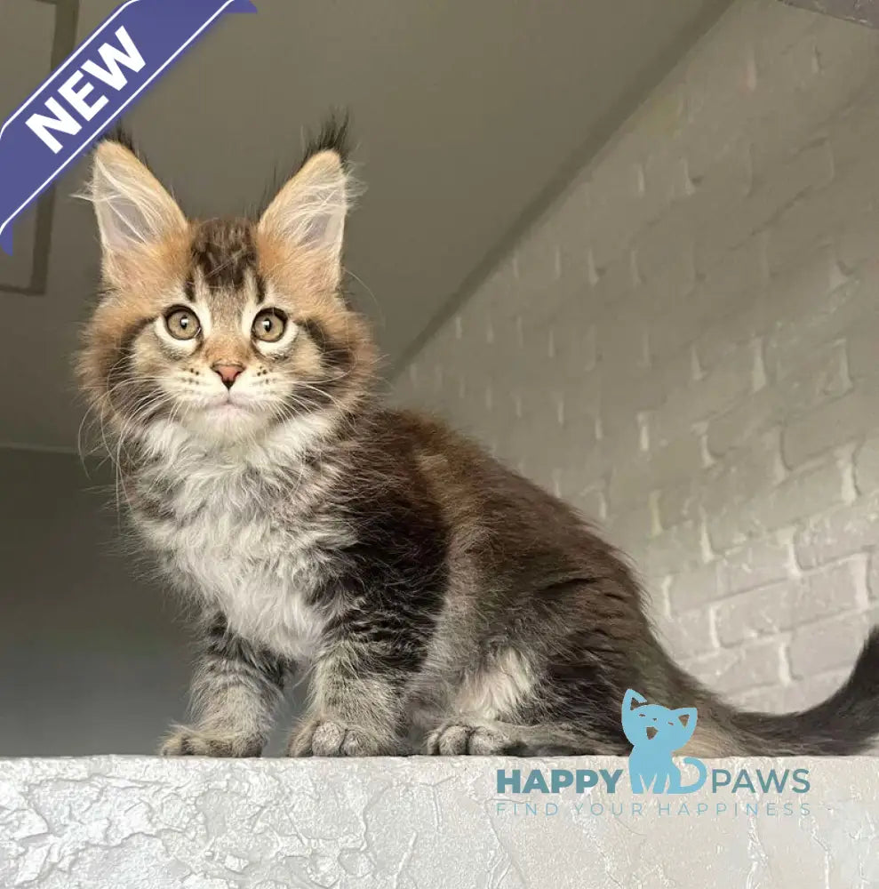 Xakim Maine Coon male black tabby - live animals