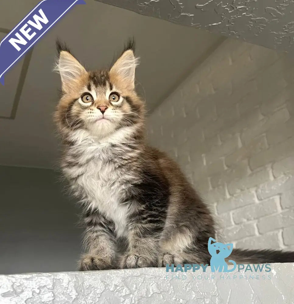 Xakim Maine Coon male black tabby - live animals