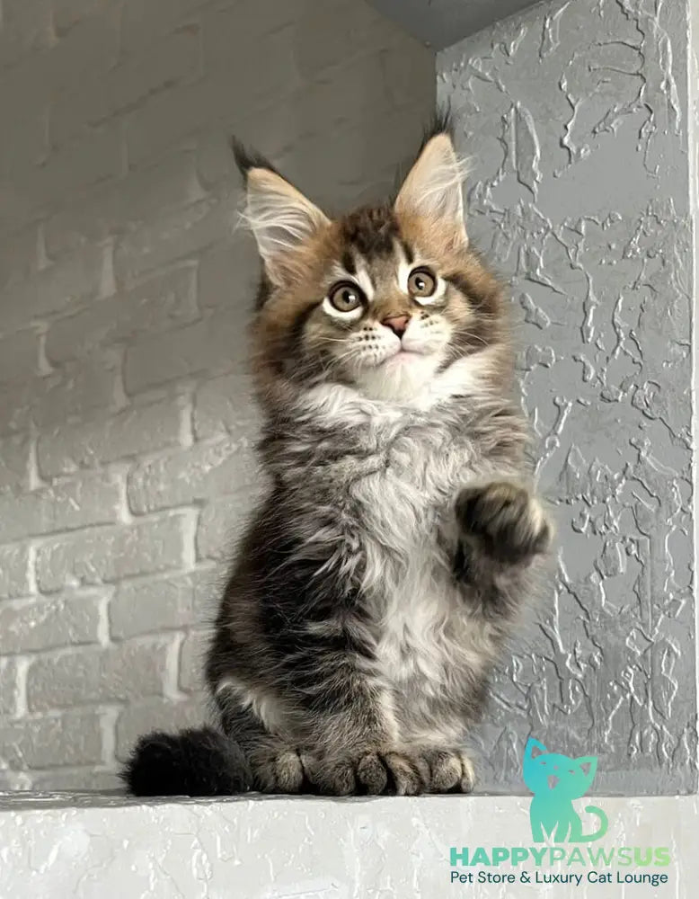 Xakim Maine Coon male black tabby - live animals