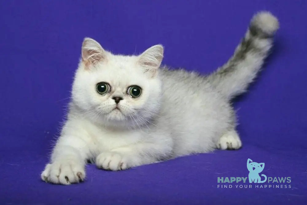 Xalk Exotic male black silver shaded live animals